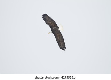 Soaring Eagle