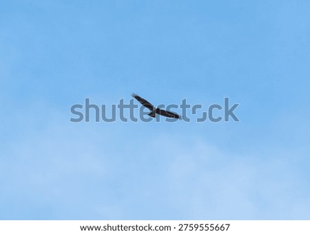 Soaring Eagle Eyes Prey – Dramatic Wildlife Action Scene