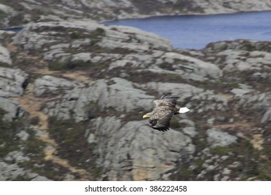 soaring eagle norway