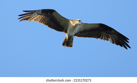 A Soaring Falcon Looking For Prey Under A Clear Blue Sky