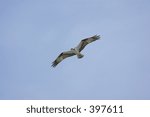 Soaring Osprey