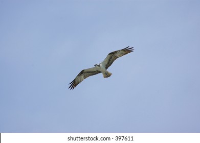 Soaring Osprey