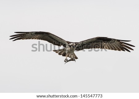 Similar – Awesome bird of prey in flight