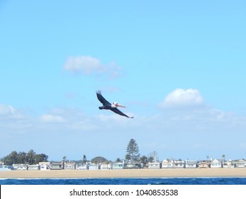 Soaring Pelican Over A Beach