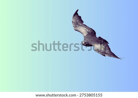 Soaring Predators Eagles Seeking Their Prey