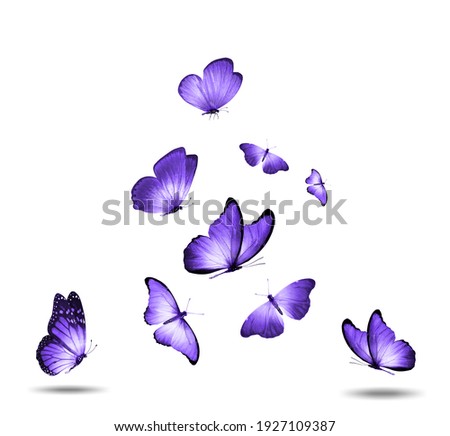 Soaring purple butterflies isolated on white background. High quality photo