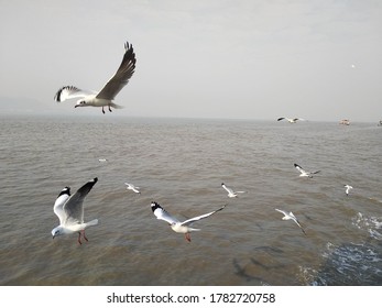 Soaring Seagulls Exhibiting Freedom Beyond Boundaries.