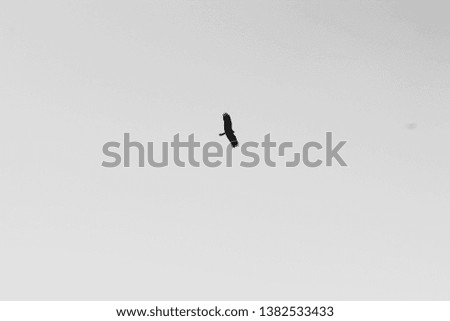 Similar – Image, Stock Photo Raabe in flight raven Bird