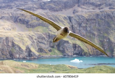 Soaring Sooty Albatross