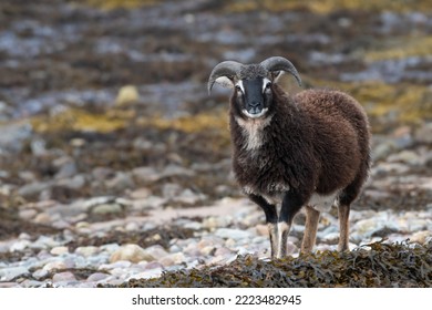 Soay sheep stands on the beach, Torridon, Scottish Highlands. Feral sheep portrait.