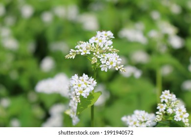 Soba Flower の画像 写真素材 ベクター画像 Shutterstock