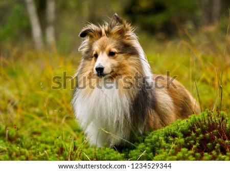 Similar – Image, Stock Photo Freshman plays with Collie bitch