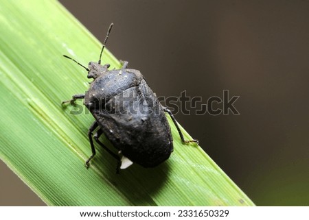 Sober black stink bug adult (Using macro lens, strobe + natural light, close-up photography)