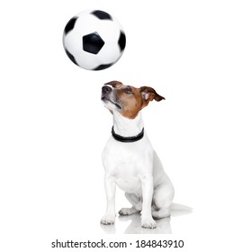 Soccer Dog With Spinning Ball Over The Nose