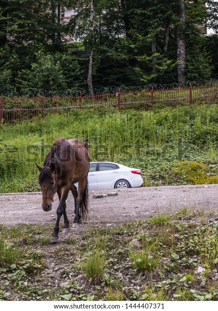 \
Sochi, Krasnodarskiy kray,\
Rosa Khutor, Russia, 06/14/2019: Little modest horse in the parking\
lot\

