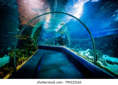 SOCHI, RUSSIA - DECEMBER 13, 2017: Sochi Discovery World Aquarium,  The Largest Aquarium In Russia