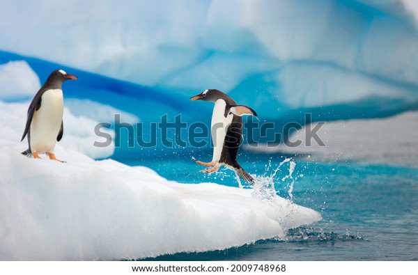 Sociable
birds, Gentoo penguins (Pygoscelis Papua) on a floating iceberg,
one jumping out of the sea  to join other birds, Gerlache Passage, 
 Antarctic Peninsula, Southern Ocean,
Antarctica