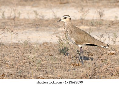 A Sociable Lapwing standing in a dry field. - Shutterstock ID 1713692899