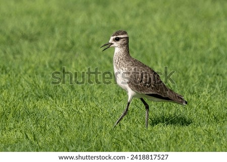 Sociable Lapwing (Vanellus gregarius) on grass in a field. Also called sociable plover or black bellied lapwing. Stock fotó © 