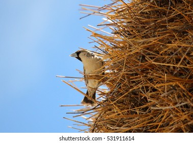 Sociable Weaver