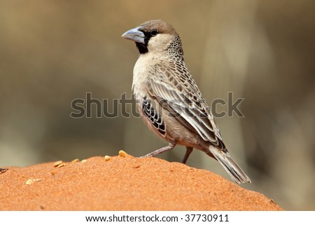 Sociable weaver - builder of the world's largest nest