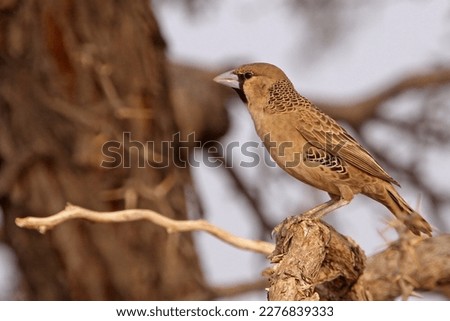 Sociable Weaver or Friendly Weaver (Philetairus socius) in Namibia Stock fotó © 