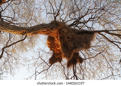 Sociable Weaver Nest Up In A Tree