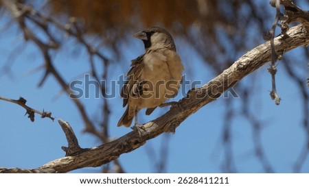 sociable weaver in a tree