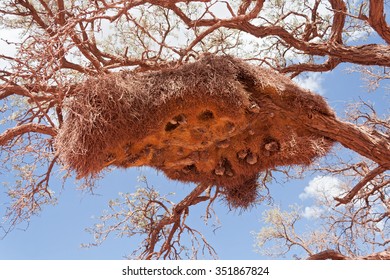 Sociable Weavers nest in the Kalahari Desert, South Africa - Shutterstock ID 351867824