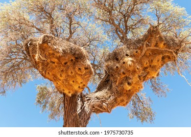 Sociable Weavers nest on acacia tree on blue sky background. Namibia, Africa. Wildlife photography - Shutterstock ID 1975730735
