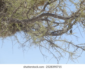 Sociable weavers nest under acacia tree in scorching heat in Etosha NP - Namibia - Powered by Shutterstock