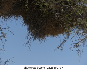 Sociable weavers nest under acacia tree in scorching heat in Etosha NP - Namibia - Powered by Shutterstock