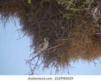 Sociable weavers nest under acacia tree in scorching heat in Etosha NP - Namibia - Powered by Shutterstock