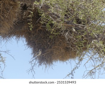 Sociable weavers nest under acacia tree in scorching heat in Etosha NP - Namibia - Powered by Shutterstock