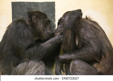 Social Behaviour Amongst Chimpanzees (Pan Troglodytes) Is An Essential Part Of Their Day, It Allows Them To Form And Reinforce Bonds With Other Members Of The Group. These Chimps Can Be Seen Grooming.