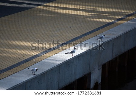 Similar – Image, Stock Photo street bird Animal Facade