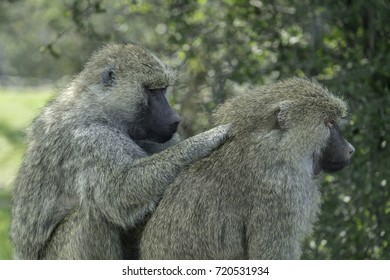 Social Grooming Baboons