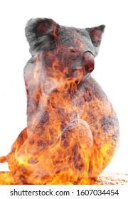 Social Image About Australia Fire. Koala Bear Burning .multiple Exposure  Black And White. Pray For Australia