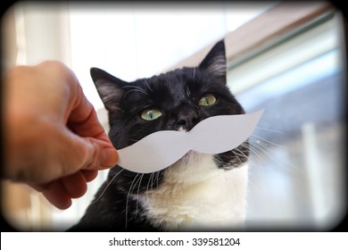Social media cat with a paper mustache, filtered Instagram image.  Shallow focus on cats nose.