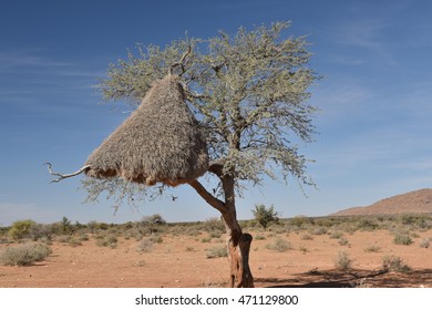 Social Weaver Communal Bird Nest