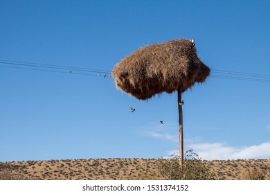 Social Weaver Nest On A Telephone Pole