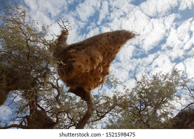 Social Weaver Nests In Namibia