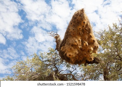 Social Weaver Nests In Namibia