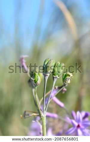 Society garlic seed pods - Latin name - Tulbaghia violacea