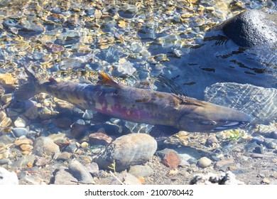 Sockeye Fish Goes To Spawn, Iturup Island