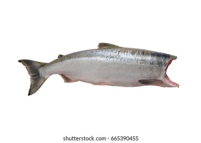 Sockeye Salmon Body Isolated On White Background