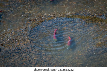 Sockeye salmon in breeding colors in their spawning redd.