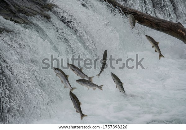 Sockeye salmon jumping at Brooks Falls during the\
annual summer spawning\
run