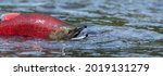 Sockeye Salmon in the river. Red spawning sockeye salmon in a river. Sockeye Salmon swimming and spawning. Scientific name: Oncorhynchus nerka. Natural habitat. Kamchatka, Russia.