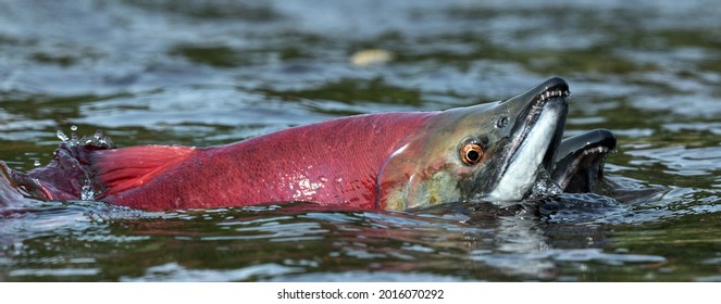 Sockeye Salmon In The River. Red Spawning Sockeye Salmon In A Shallow Stream. Sockeye Salmon Swimming And Spawning. Scientific Name: Oncorhynchus Nerka